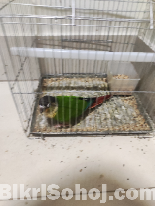 Green Checked conour